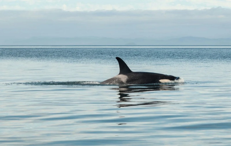 Orca in calm water