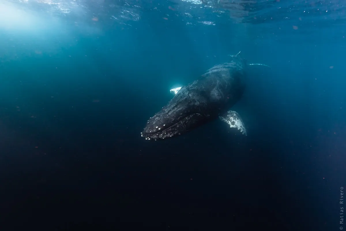 Ballena jorobada con sus largas aletas pectorales blancas, fotografiada por Matías Rivero