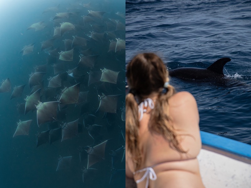 School of mobula rays underwater and a dolphin seen from the boat