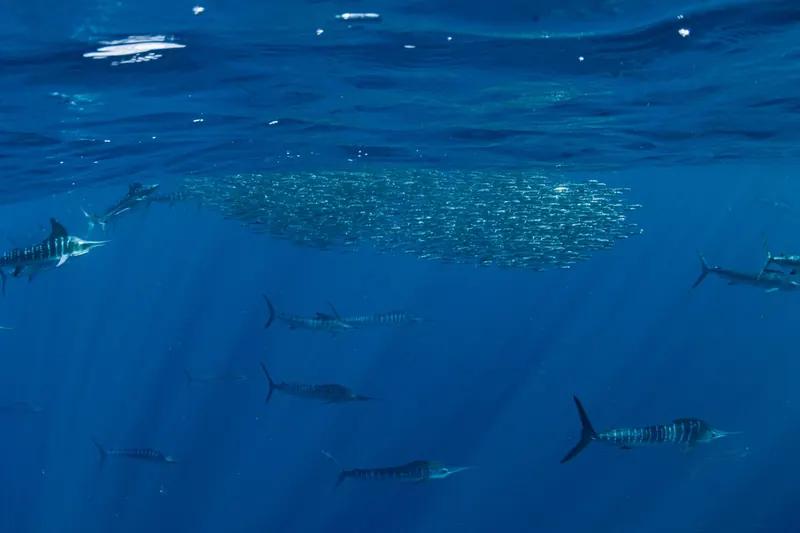 Sardine bait ball surrounded by marlin