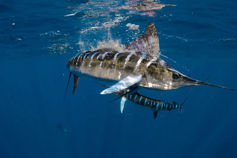 Striped marlin hunting during the Sardine Run