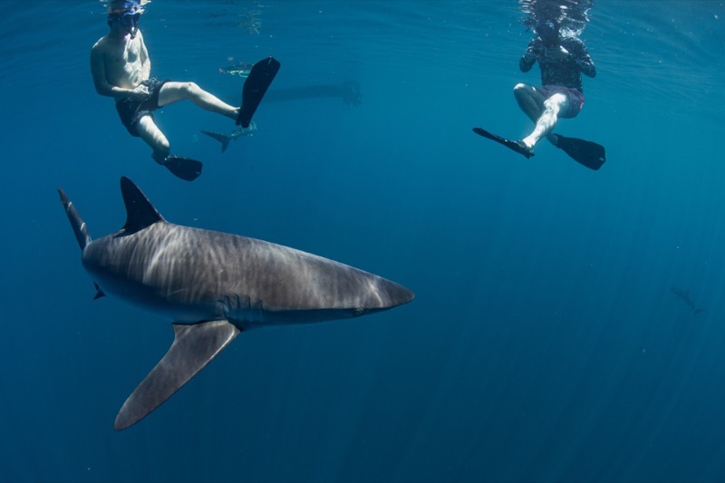 Silky shark swimming near two snorkelers
