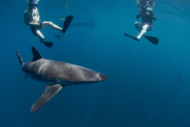 Silky shark swimming near two snorkelers