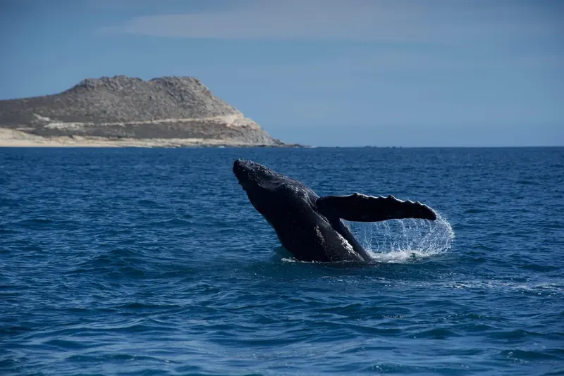 Humpback whale breaching
